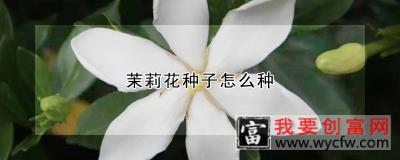 茉莉花种子怎么种