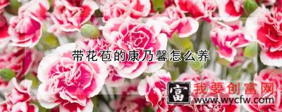 带花苞的康乃馨怎么养