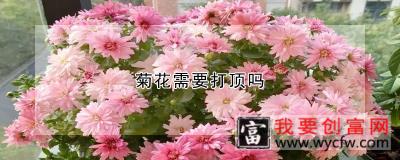 菊花需要打顶吗