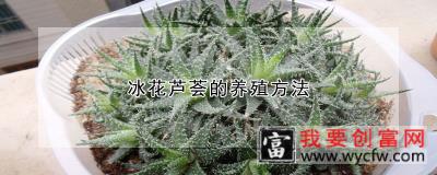 冰花芦荟的养殖方法