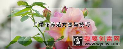 月季花养殖方法与技巧