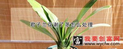 君子兰花谢了茎怎么处理