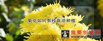 菊花如何剪枝栽培种植