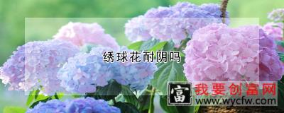 绣球花耐阴吗