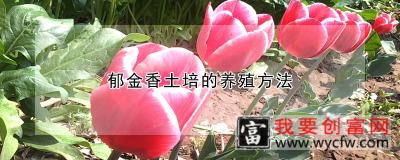 郁金香土培的养殖方法