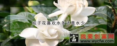 栀子花喜欢水多还是水少