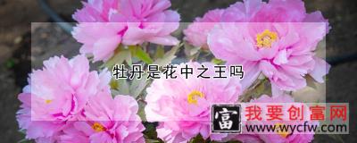 牡丹是花中之王吗