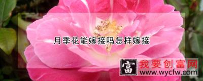 月季花能嫁接吗怎样嫁接