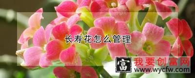 长寿花怎么管理