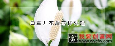 白掌开花后怎样处理