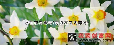 水仙花有毒吗？可以在室内养吗？