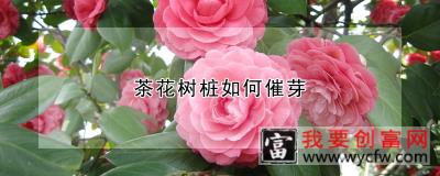 茶花树桩如何催芽