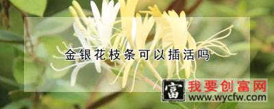 金银花枝条可以插活吗