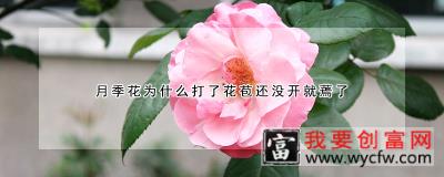 月季花为什么打了花苞还没开就蔫了