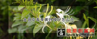 金银花春季黄叶掉叶怎么办