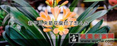 君子兰夹箭花腐烂了怎么办