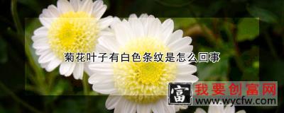 菊花叶子有白色条纹是怎么回事