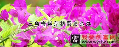 三角梅嫩芽枯萎怎么办