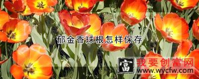 郁金香球根怎样保存