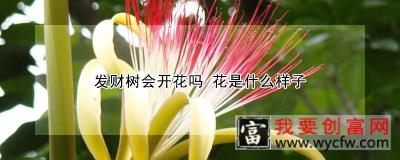 发财树会开花吗 花是什么样子