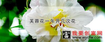 芙蓉花一年开几次花