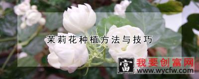 茉莉花<a href=https://www.wycfw.com/e/tags/?tagid=232 target=_blank class=infotextkey>种植方法</a>与技巧