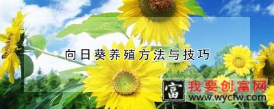 向日葵养殖方法与技巧