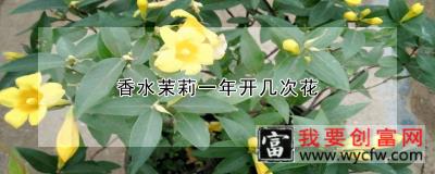 香水茉莉一年开几次花