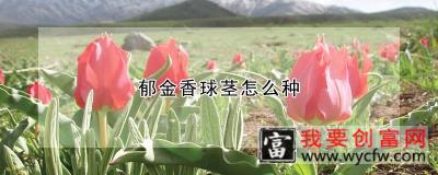 郁金香球茎怎么种