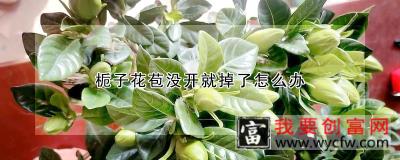 栀子花苞没开就掉了怎么办