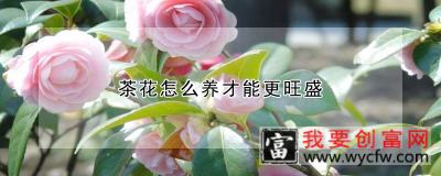 茶花怎么养才能更旺盛