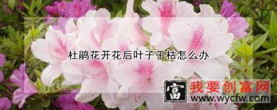 杜鹃花开花后叶子干枯怎么办