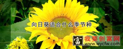 向日葵适合什么季节种