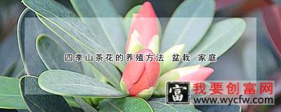 四季山茶花的养殖方法 盆栽 家庭