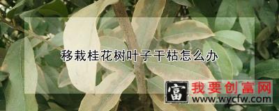 移栽桂花树叶子干枯怎么办