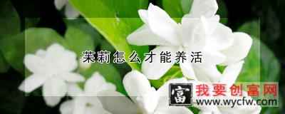 苿莉怎么才能养活