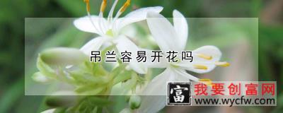 吊兰容易开花吗