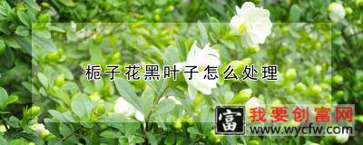 栀子花黑叶子怎么处理