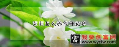 茉莉怎么养能开花多