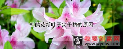 杜鹃花新叶子尖干枯的原因