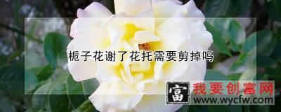 栀子花谢了花托需要剪掉吗