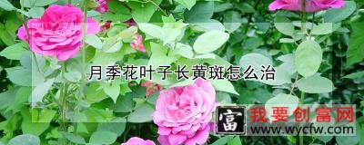 月季花叶子长黄斑怎么治