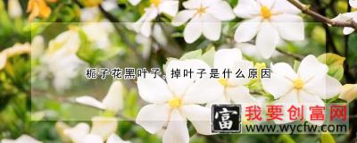 栀子花黑叶子，掉叶子是什么原因