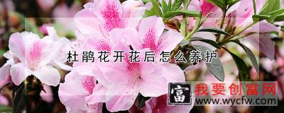 杜鹃花开花后怎么养护