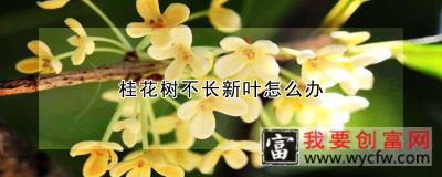 桂花树不长新叶怎么办