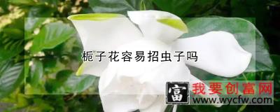 栀子花容易招虫子吗