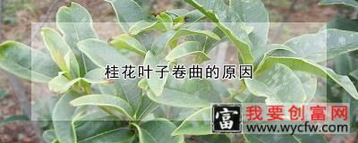 桂花叶子卷曲的原因