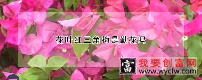 花叶红三角梅是勤花吗