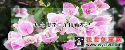 红心樱花三角梅勤花吗