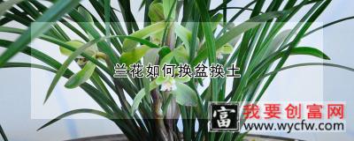 兰花如何换盆换土